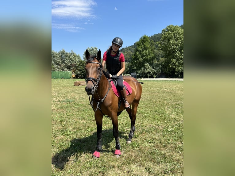 Österreichisches Warmblut Stute 13 Jahre 172 cm Brauner in Niederleis Österreichisches Warmblut Stute 13 Jahre 172 cm Brauner in Niederleis