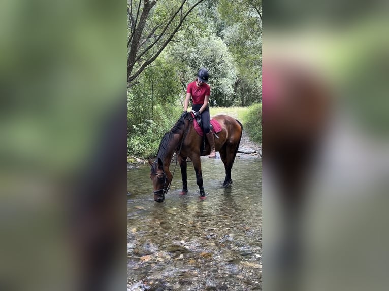Österreichisches Warmblut Stute 13 Jahre 172 cm Brauner in Niederleis Österreichisches Warmblut Stute 13 Jahre 172 cm Brauner in Niederleis