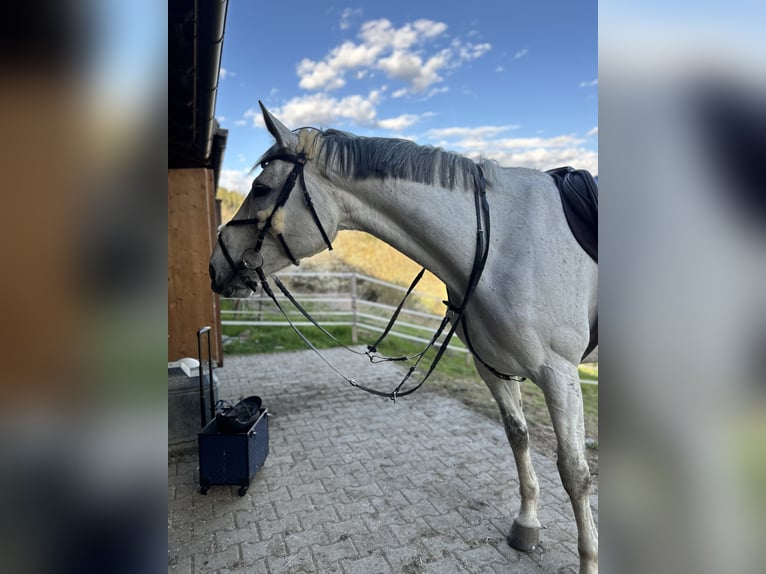 Österreichisches Warmblut Stute 13 Jahre 172 cm Schimmel in Liebenfels