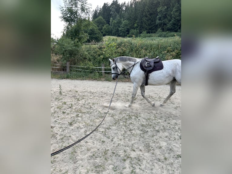 Österreichisches Warmblut Stute 13 Jahre 172 cm Schimmel in Liebenfels