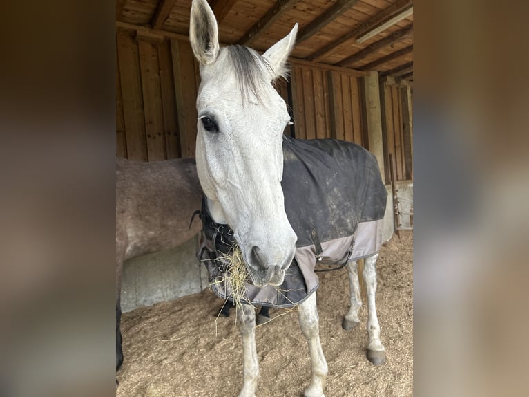 Österreichisches Warmblut Stute 13 Jahre 172 cm Schimmel in Liebenfels