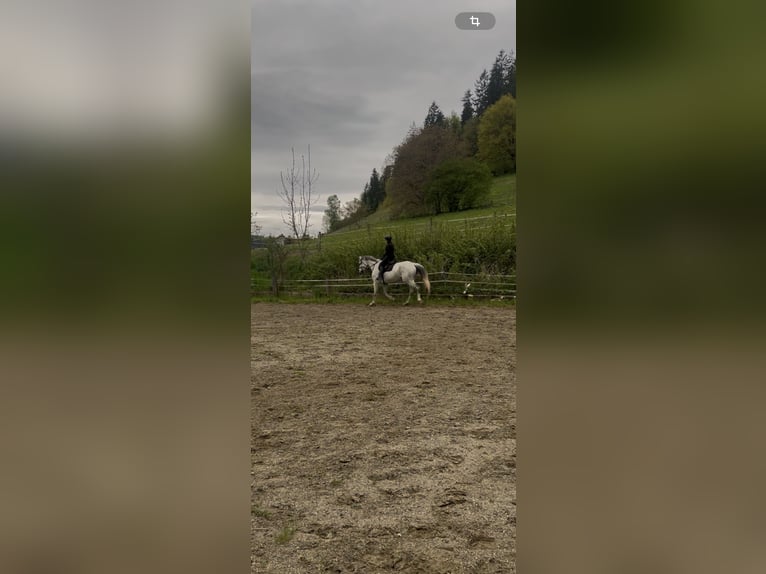 Österreichisches Warmblut Stute 13 Jahre 172 cm Schimmel in Liebenfels