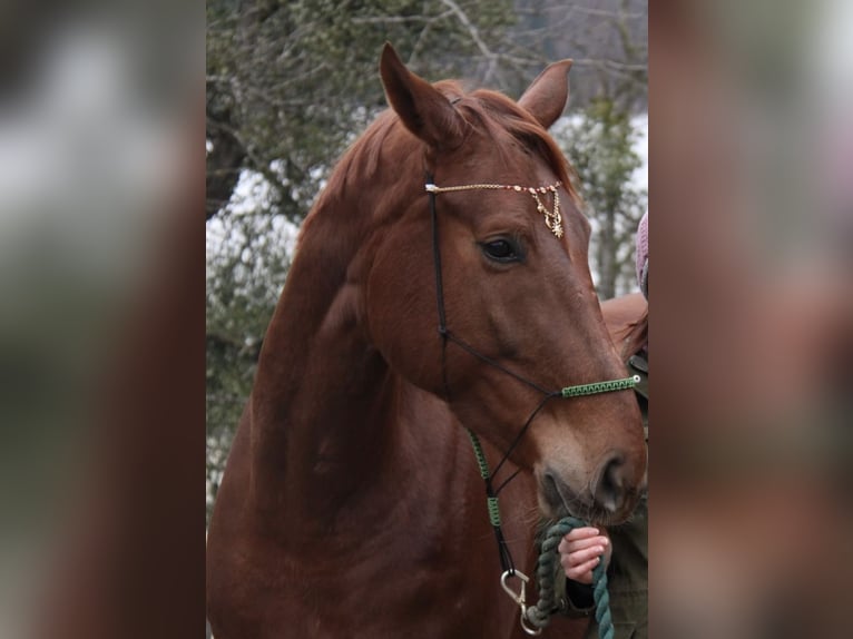 Österreichisches Warmblut Stute 13 Jahre 180 cm Fuchs in Leonstein