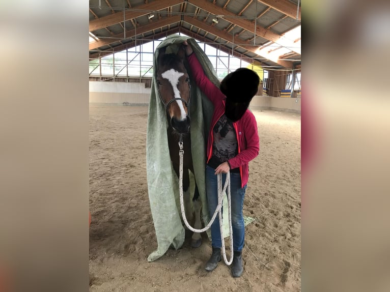 Österreichisches Warmblut Stute 14 Jahre 156 cm Schecke in Schwertberg