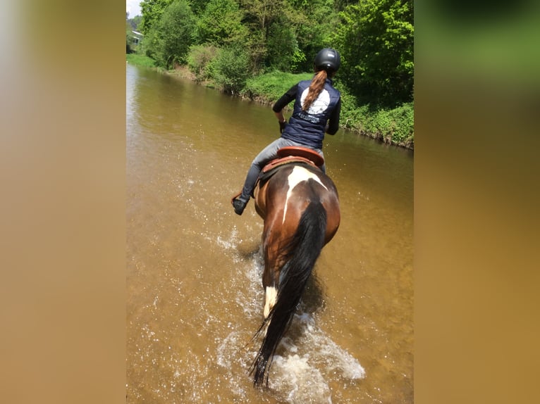 Österreichisches Warmblut Stute 14 Jahre 156 cm Schecke in Schwertberg