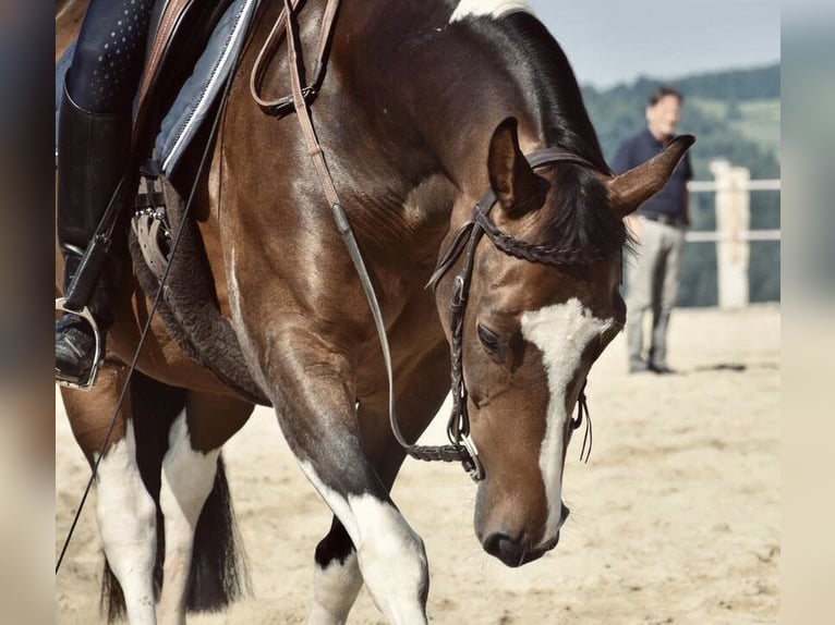 Österreichisches Warmblut Stute 14 Jahre 156 cm Schecke in Schwertberg