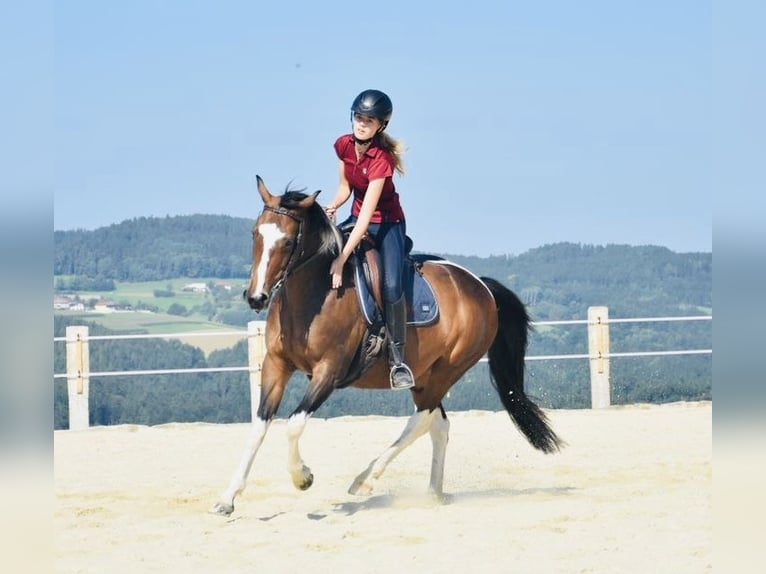 Österreichisches Warmblut Stute 14 Jahre 156 cm Schecke in Schwertberg