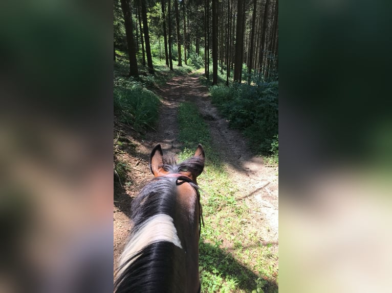 Österreichisches Warmblut Stute 14 Jahre 156 cm Schecke in Schwertberg