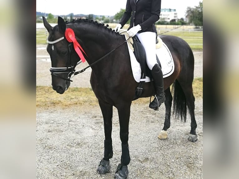 Österreichisches Warmblut Stute 14 Jahre 160 cm Dunkelbrauner in Neuhofen i.I.