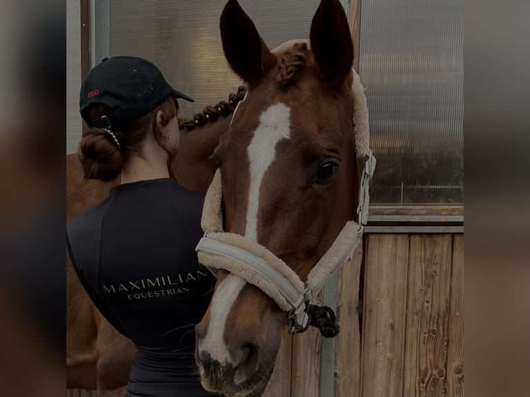 Österreichisches Warmblut Stute 14 Jahre 162 cm Dunkelfuchs in Jenig