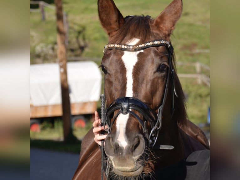 Österreichisches Warmblut Stute 14 Jahre 162 cm Dunkelfuchs in Jenig