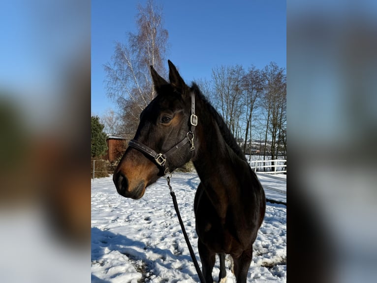 Österreichisches Warmblut Stute 14 Jahre 165 cm Dunkelbrauner in Zell an der Pram