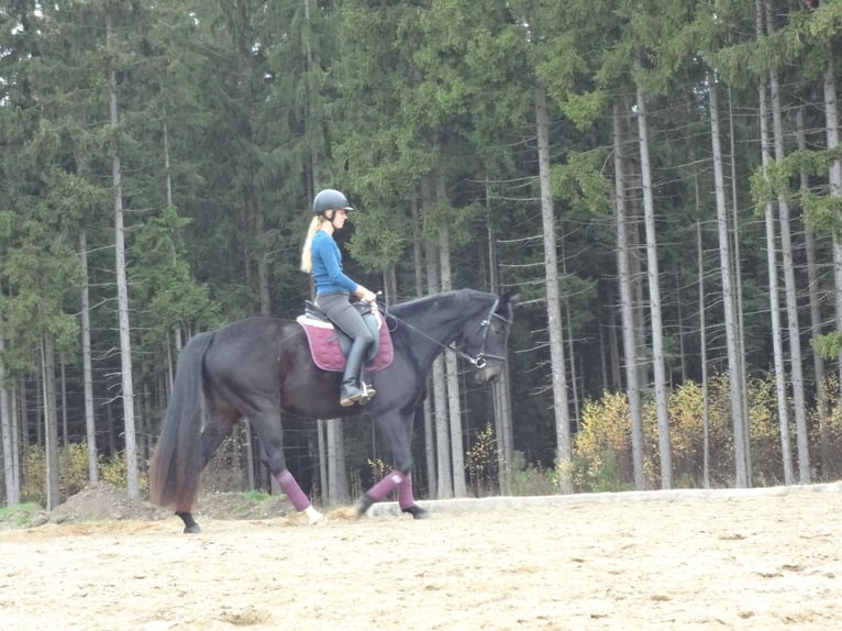 Österreichisches Warmblut Stute 14 Jahre 167 cm Schwarzbrauner in Tragwein