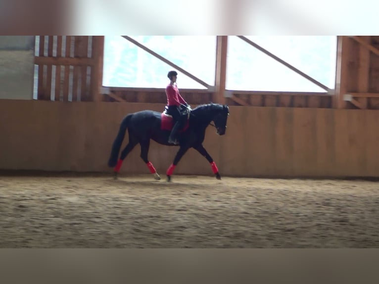 Österreichisches Warmblut Stute 14 Jahre 167 cm Schwarzbrauner in Tragwein