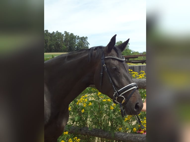 Österreichisches Warmblut Stute 14 Jahre 167 cm Schwarzbrauner in Tragwein