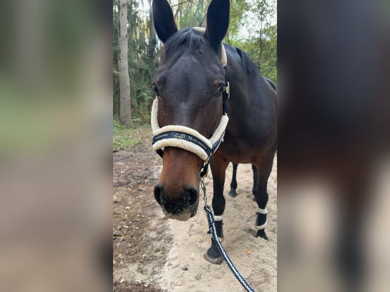 Österreichisches Warmblut Stute 14 Jahre 168 cm Brauner in Kaarst