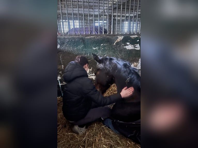 Österreichisches Warmblut Stute 14 Jahre 168 cm Brauner in Kaarst