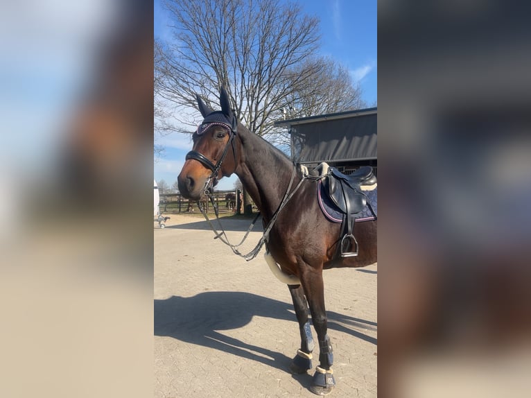 Österreichisches Warmblut Stute 14 Jahre 168 cm Brauner in Kaarst