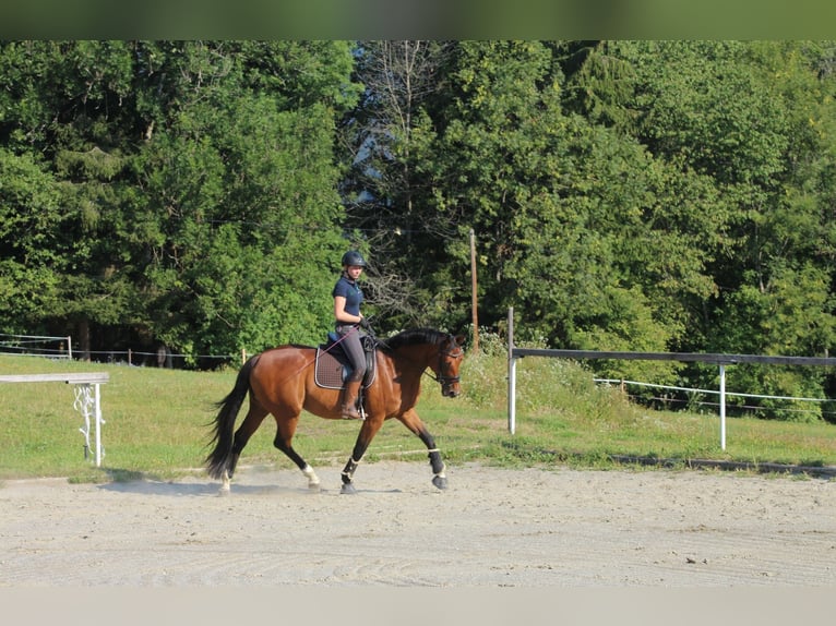 Österreichisches Warmblut Stute 14 Jahre 172 cm Brauner in D&#xFC;sseldorf