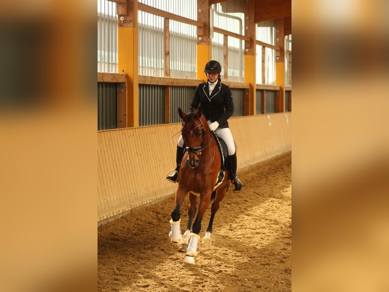 Österreichisches Warmblut Stute 14 Jahre 172 cm Brauner in D&#xFC;sseldorf