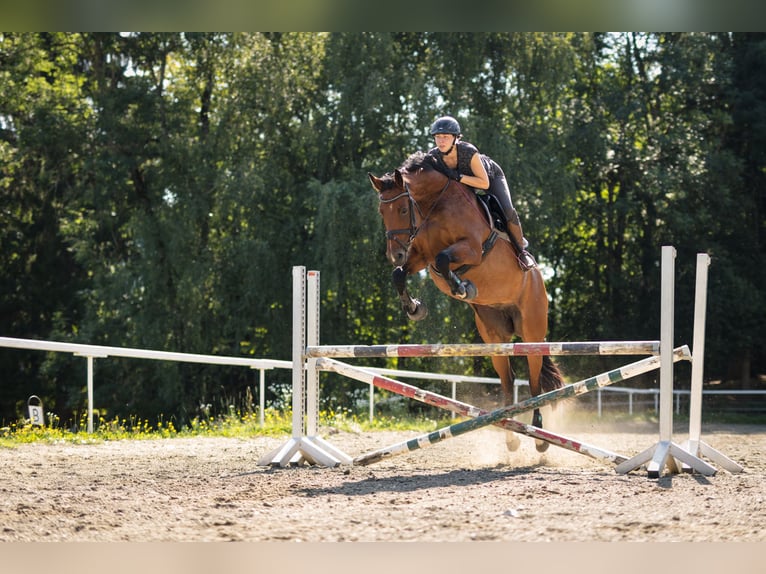 Österreichisches Warmblut Stute 14 Jahre 172 cm Brauner in D&#xFC;sseldorf