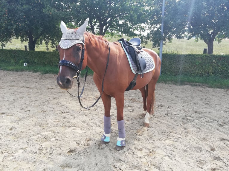 Österreichisches Warmblut Stute 15 Jahre 164 cm Dunkelfuchs in Reichersberg