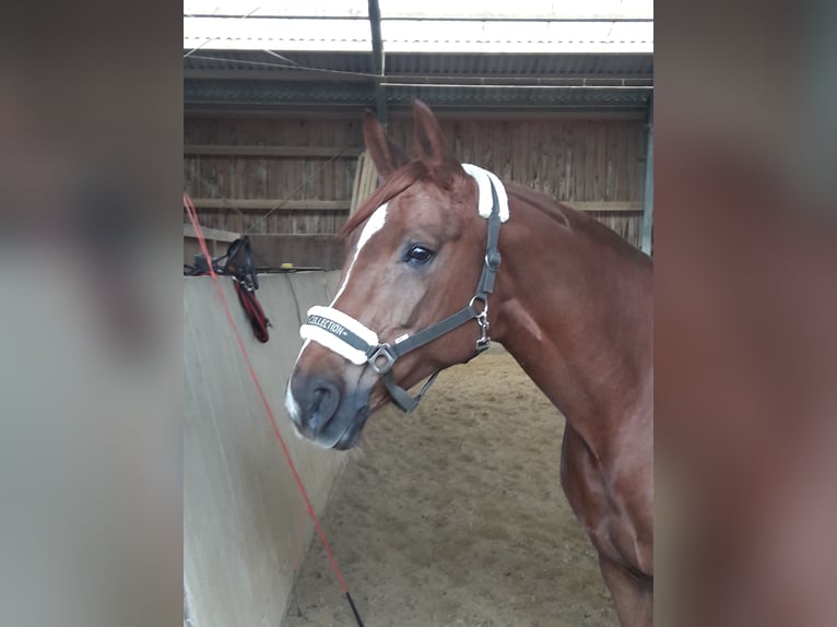 Österreichisches Warmblut Stute 15 Jahre 164 cm Dunkelfuchs in Reichersberg