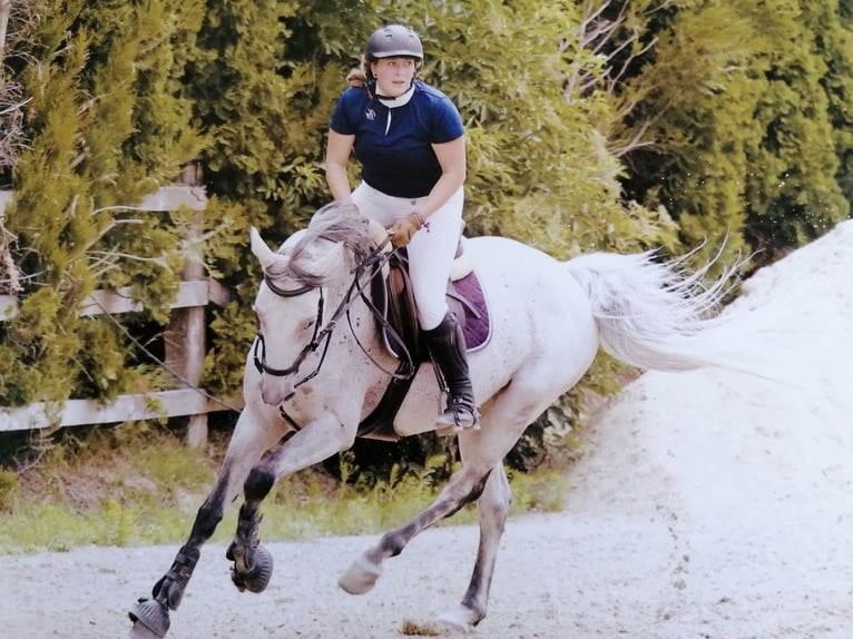 Österreichisches Warmblut Stute 15 Jahre 165 cm Schimmel in Andau