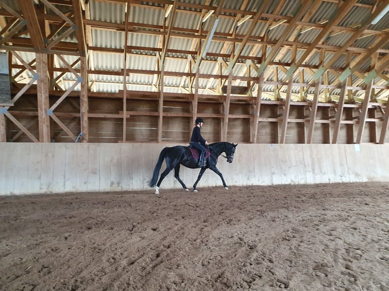 Österreichisches Warmblut Stute 15 Jahre 168 cm Schwarzbrauner in Tragwein