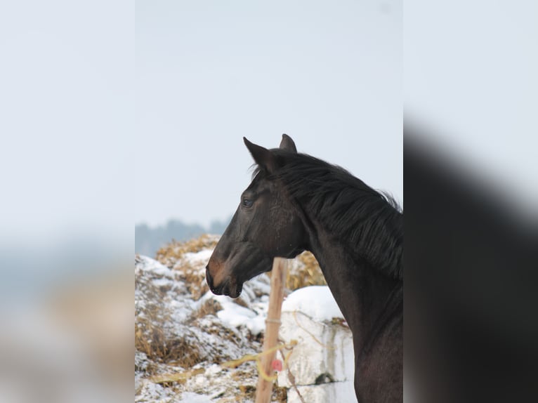 Österreichisches Warmblut Stute 15 Jahre 168 cm Schwarzbrauner in Tragwein