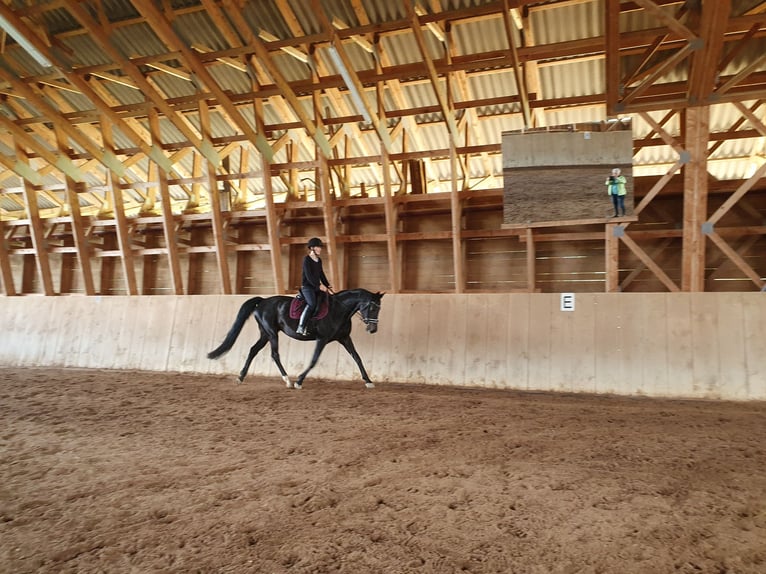 Österreichisches Warmblut Stute 15 Jahre 168 cm Schwarzbrauner in Tragwein