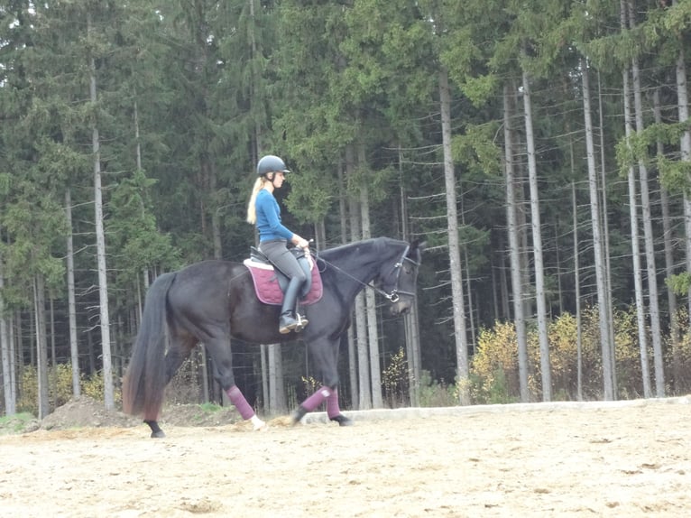 Österreichisches Warmblut Stute 15 Jahre 168 cm Schwarzbrauner in Tragwein