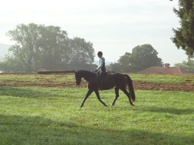 Österreichisches Warmblut Stute 15 Jahre 168 cm Schwarzbrauner in Tragwein