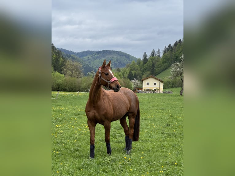 Österreichisches Warmblut Stute 15 Jahre 172 cm Dunkelfuchs in Kirchberg an der Pielach