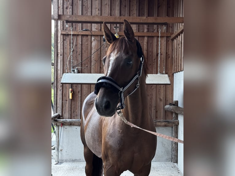 Österreichisches Warmblut Stute 15 Jahre 172 cm Dunkelfuchs in Kirchberg an der Pielach