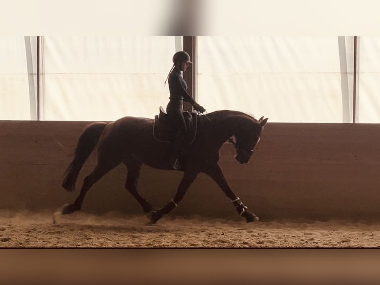 Österreichisches Warmblut Stute 15 Jahre 172 cm Dunkelfuchs in Kirchberg an der Pielach