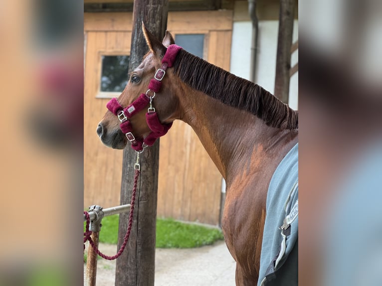 Österreichisches Warmblut Stute 15 Jahre 172 cm Dunkelfuchs in Kirchberg an der pielach