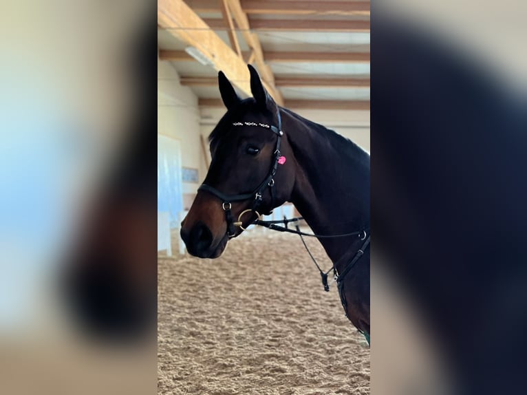 Österreichisches Warmblut Stute 16 Jahre 161 cm Schwarzbrauner in Stöttwang