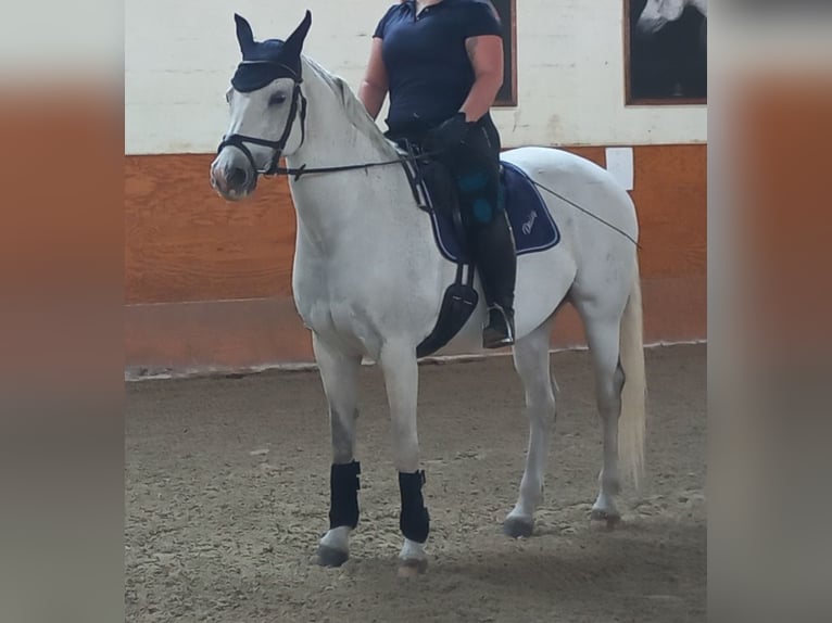 Österreichisches Warmblut Stute 16 Jahre 162 cm Schimmel in Schwechat