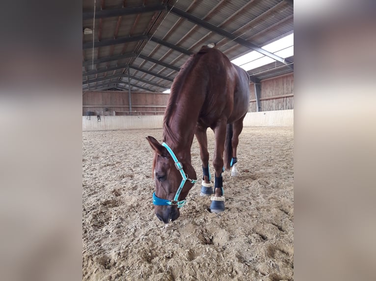 Österreichisches Warmblut Stute 16 Jahre 164 cm Dunkelfuchs in Reichersberg