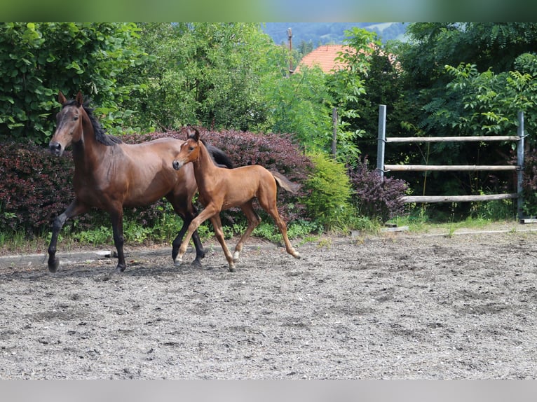 Österreichisches Warmblut Stute 16 Jahre 172 cm Brauner in Pöllau