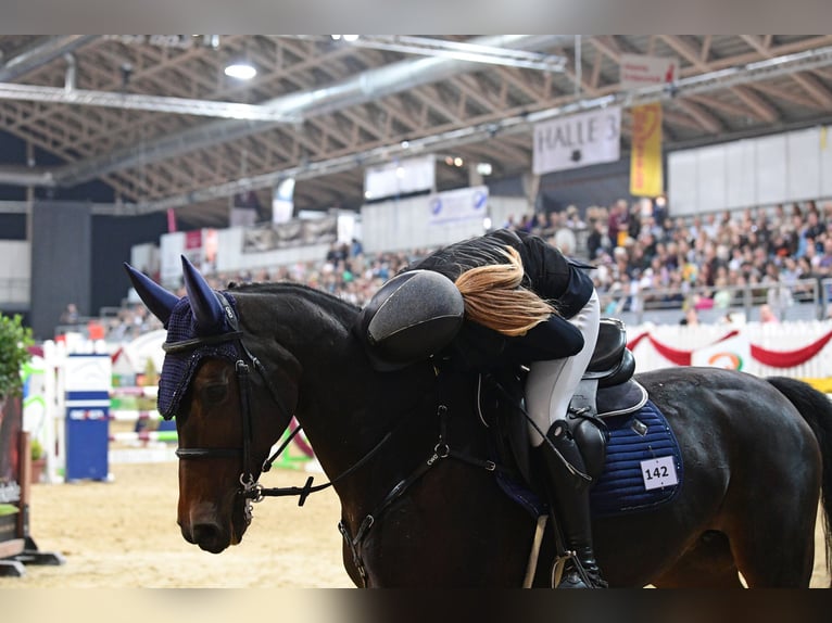 Österreichisches Warmblut Stute 16 Jahre Brauner in Würflach