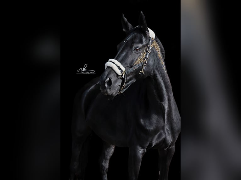 Österreichisches Warmblut Stute 17 Jahre 158 cm Rappe in Rosenthal