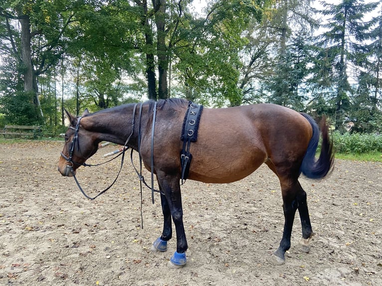 Österreichisches Warmblut Stute 17 Jahre 165 cm Brauner in Pottenbrunn