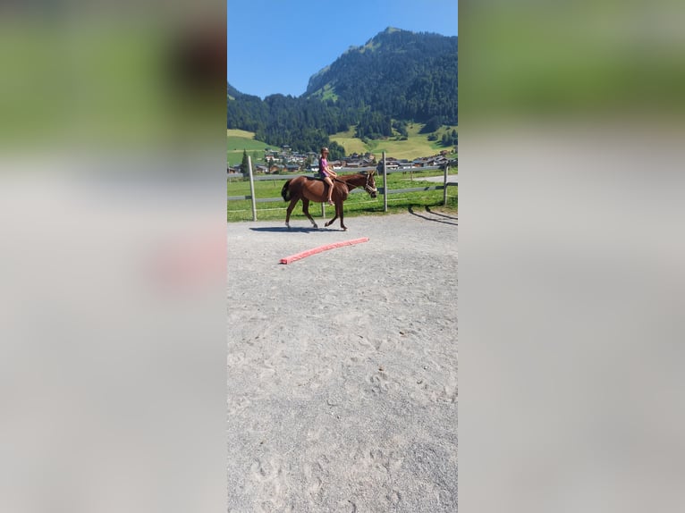 Österreichisches Warmblut Stute 17 Jahre 165 cm Dunkelfuchs in Au