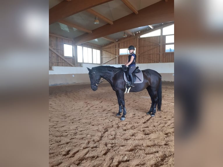 Österreichisches Warmblut Stute 17 Jahre 170 cm Rappe in Pinkafeld