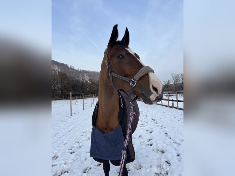 Österreichisches Warmblut Stute 17 Jahre 174 cm Brauner in Fladnitz an der Teichalm