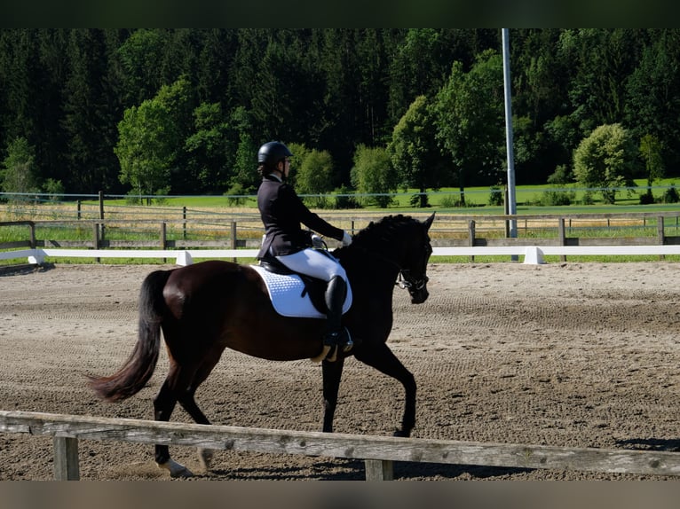 Österreichisches Warmblut Stute 17 Jahre in Humlegg bei Eggersdorf