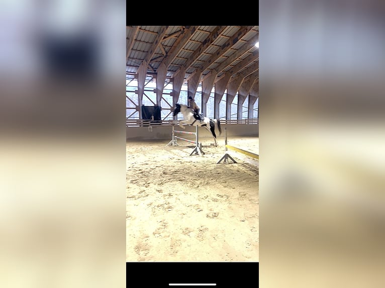 Österreichisches Warmblut Mix Stute 18 Jahre 160 cm  in Pennewang