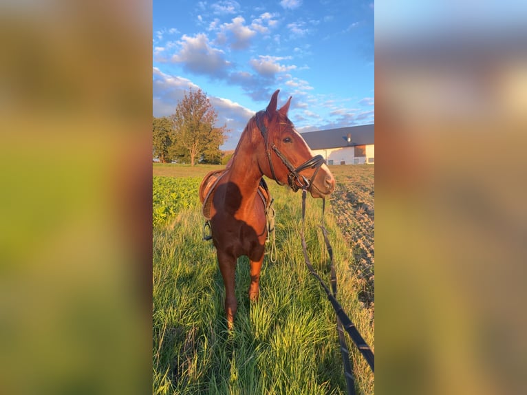 Österreichisches Warmblut Mix Stute 18 Jahre 160 cm  in Pennewang